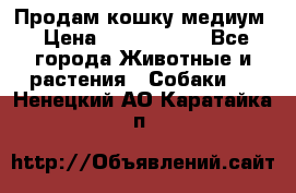 Продам кошку медиум › Цена ­ 6 000 000 - Все города Животные и растения » Собаки   . Ненецкий АО,Каратайка п.